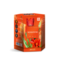 Тюльпаны Салют купить в Тамбове | tambov.salutsklad.ru
